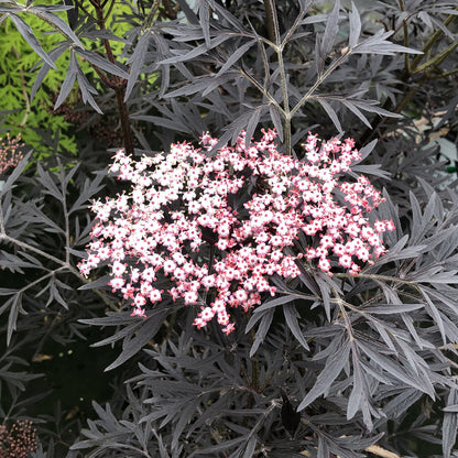 Šeivamedis juoduogis 'Black Lace' (Sambucus nigra)