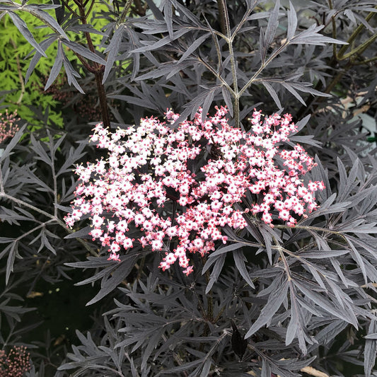 Šeivamedis juoduogis 'Black Lace' (Sambucus nigra)