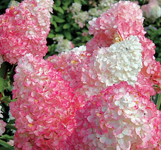 Hortenzija šluotelinė 'Vanille Fraise' (Hydrangea paniculata)