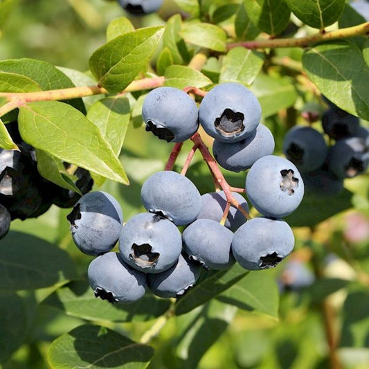 Šilauogė 'Bluegold' (Vaccinium corymbosum)