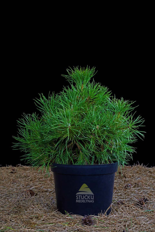Pušis paprastoji 'Xawery' (Pinus sylvestris)