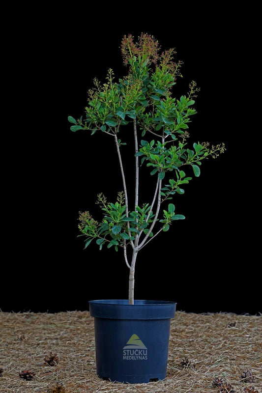Pūkenis europinis 'Young Lady' (Cotinus coggygria)