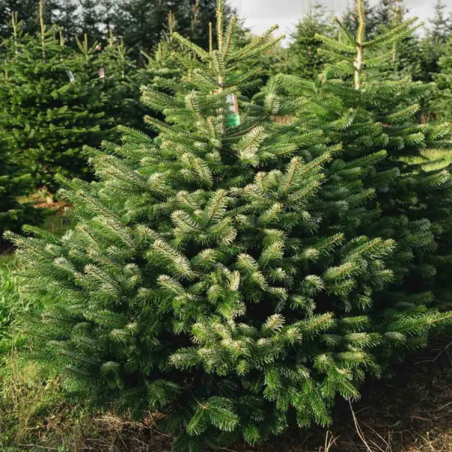 Kėnis kaukazinis 'Robusta' (Abies nordmanniana)