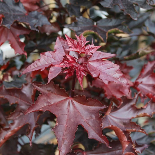 Klevas 'Crimson Sentry' (Acer platanoides)