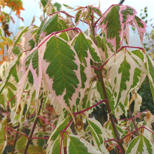 Uosialapis Klevas 'Flamingo' (Acer negundo)