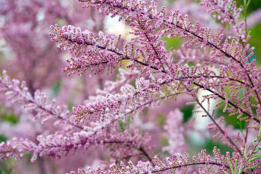 Eglūnas prancūzinis (Tamarix gallica)