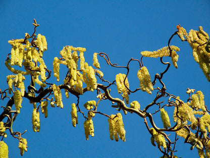 Lazdynas paprastasis 'Contorta' (Corylus avellana)