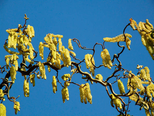 Lazdynas paprastasis 'Contorta' (Corylus avellana)