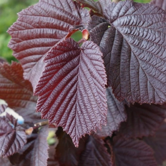 Lazdynas paprastasis 'Red Majestic' (Corylus avellana)