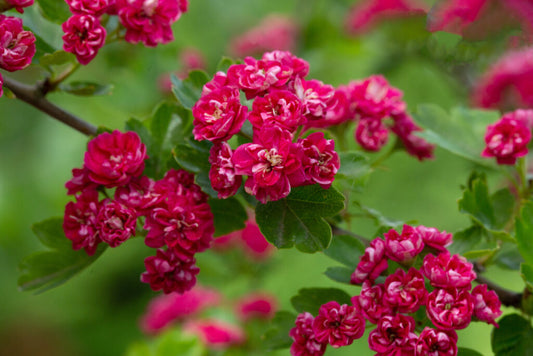 Gudobelė grauželinė 'Paul’s Scarlet' (Crataegus laevigata)