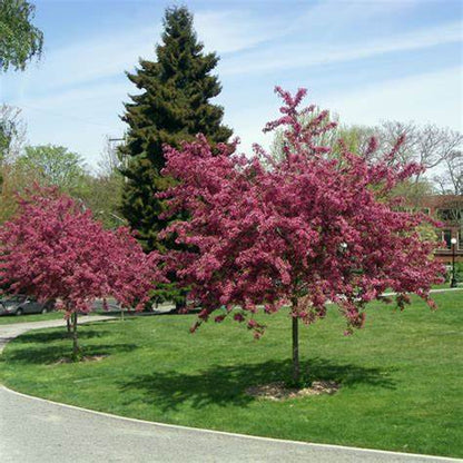 Gudobelė grauželinė 'Paul’s Scarlet' (Crataegus laevigata)