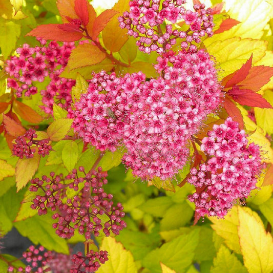 Lanksva japoninė 'Candlelight' (Spiraea Japonica)
