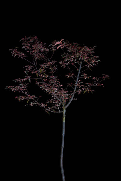 Slyva kaukazinė 'Hessei' (Prunus cerasifera)