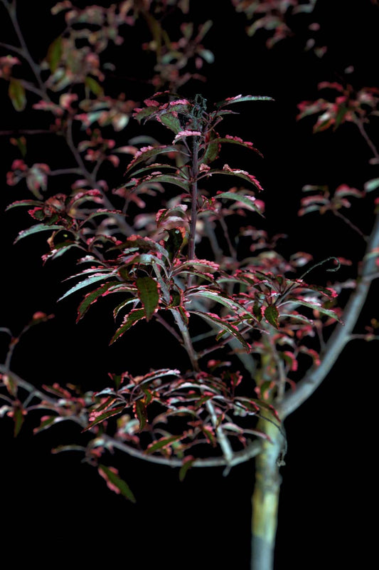 Slyva kaukazinė 'Hessei' (Prunus cerasifera)