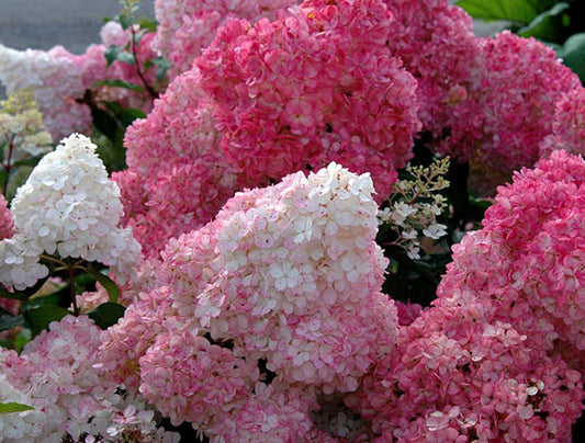 Hortenzija šluotelinė 'Sundae Fraise' (Hydrangea paniculata)