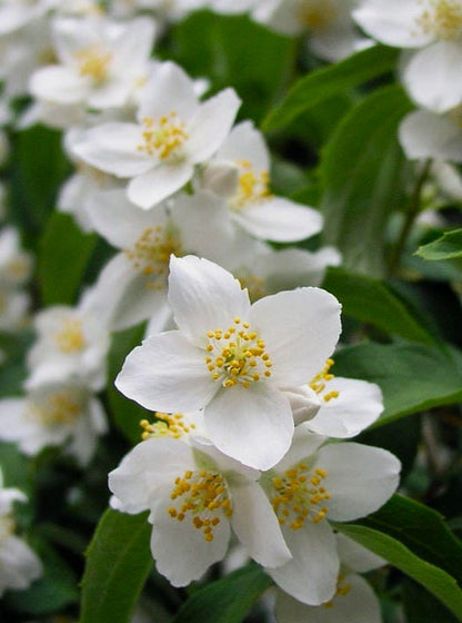 Jazminas Darželinis 'Girandole' (Philadelphus coronarius)