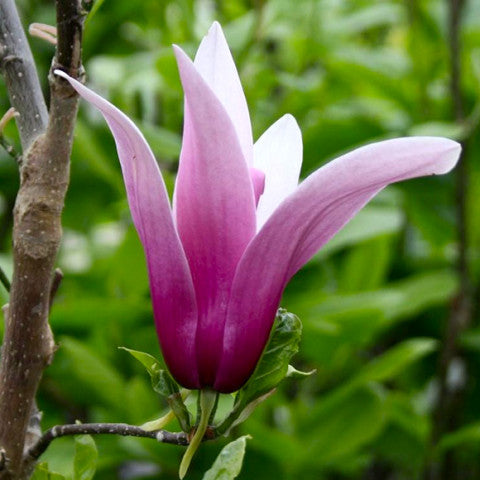Magnolija lelijažiedė 'Little Geisha' (Magnolia liliflora)
