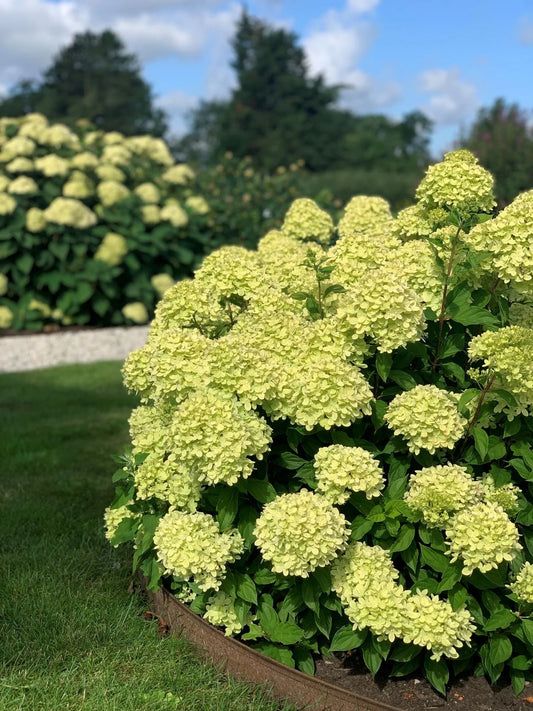 Hortenzija 'Little Lime' (Hydrangea paniculata)