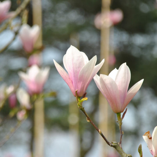 Magnolija x Heaven’s Scent