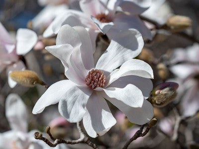 Magnolija x Merill