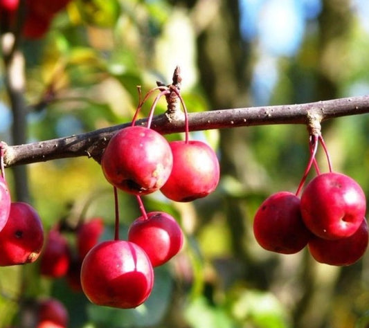 Obelis Rojaus 'Ola' (Malus domestica)
