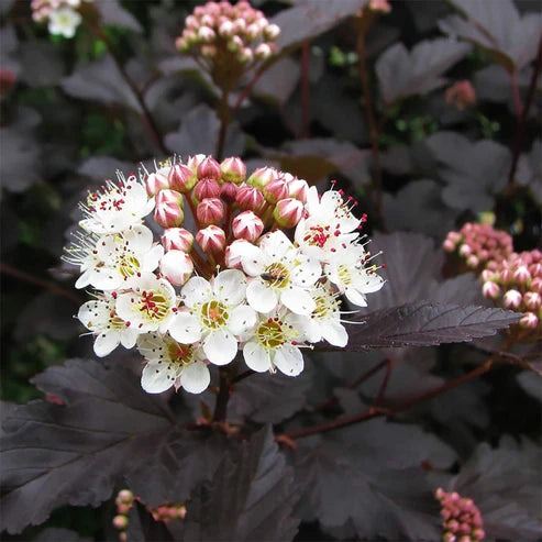 Putinalapis Pūslenis 'Midnight' (Physocarpus opulifolius)