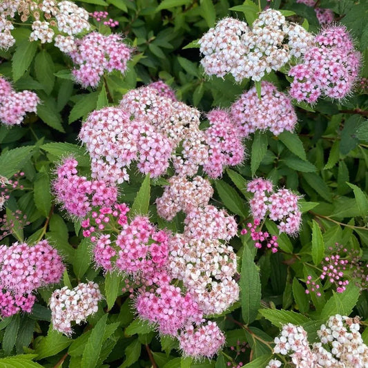 Lanksva japoninė 'Shirobana Genpei' (Spiraea japonica)