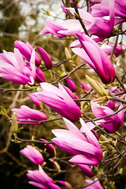 Magnolija lelijažiedė 'Little Geisha' (Magnolia liliflora)