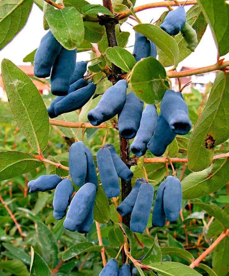 Sausmedis kamčiatkinis 'Zojka' (Lonicera kamtschatica)