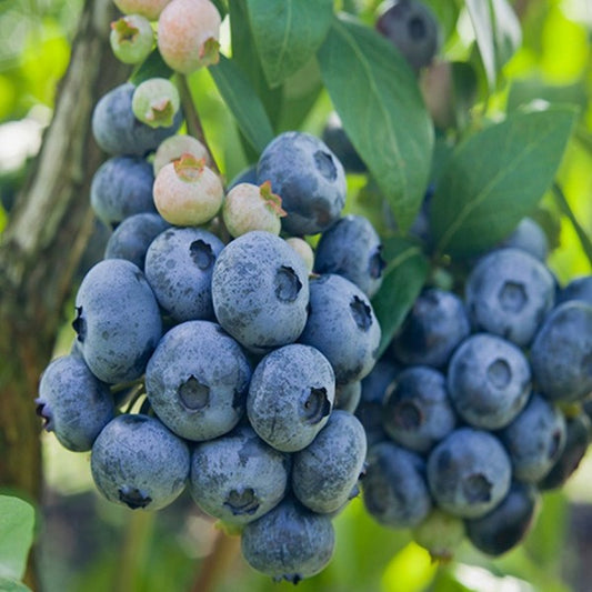 Šilauogė 'Patriot' (Vaccinium corymbosum)