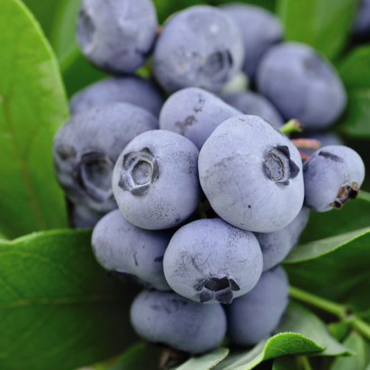Šilauogė 'Chandler' (Vaccinium corymbosum)