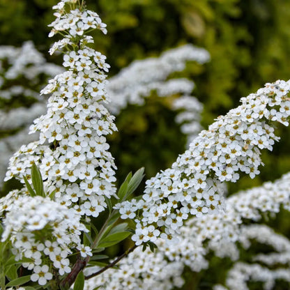 Lanksva pilkoji 'Grefsheim' (Spiraea cinerea)