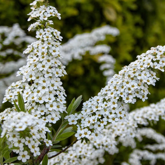 Lanksva pilkoji 'Grefsheim' (Spiraea cinerea)