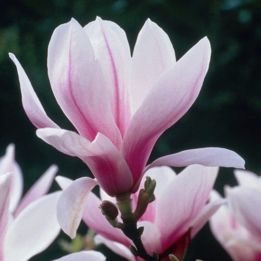 Magnolija Sulanžo (Magnolia soulangeana)