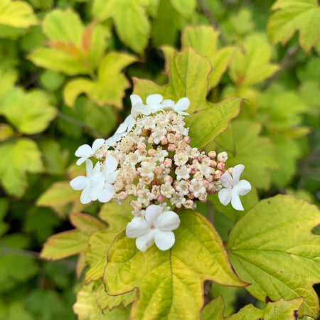 Putinas paprastasis 'Harvest Gold' (Viburnum opulus)