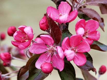 Obelis rojaus 'Nicoline' (Malus domestica)